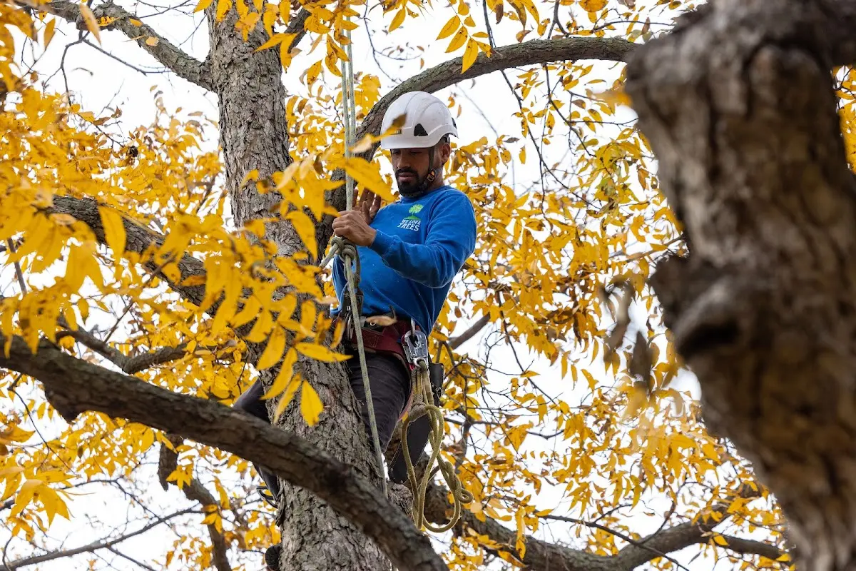Skilled Tree Pruning crew working in Arlington